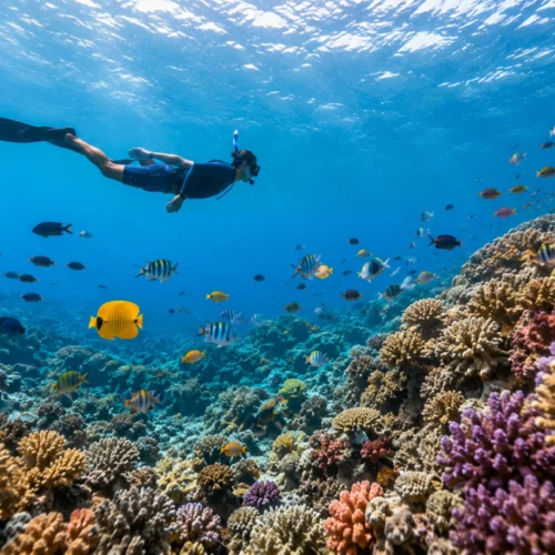 Taucher schwimmt zwischen farbenfrohen Korallenriffen im Roten Meer, Ägypten